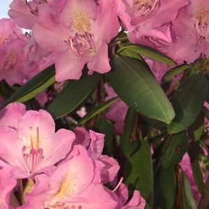 Meet your Posher, Sammy